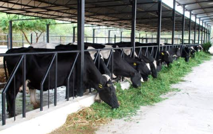 How To Start Dairy Farm Business 2024