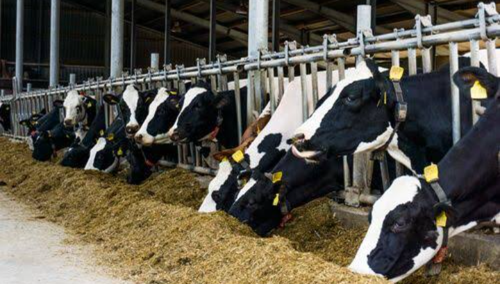 How To Start Dairy Farm Business 2024